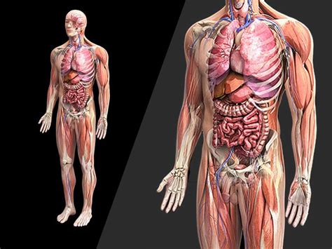 Zygotehuman 3d Male Anatomy Model Medically Accurate Body Human Anatomy Model Human Body