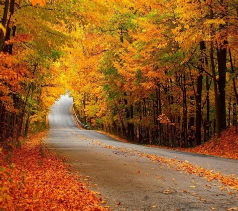 Beautiful Fall Road Landscape Street Trees Scenery