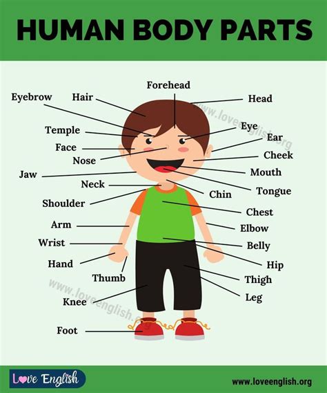 The Parts Of A Human Body In English With Pictures And Text On It