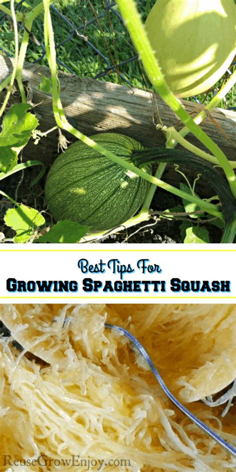 Best Tips For Growing Spaghetti Squash Reuse Grow Enjoy
