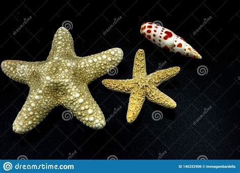 Starfish With Shells Beautiful Sea Creatures Stock Photo Image Of