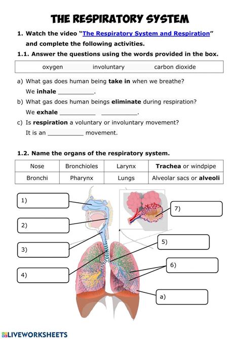 The Respiratory System Worksheet For Kids