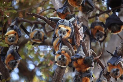 Grey Headed Flying Foxes Above By Vivijo