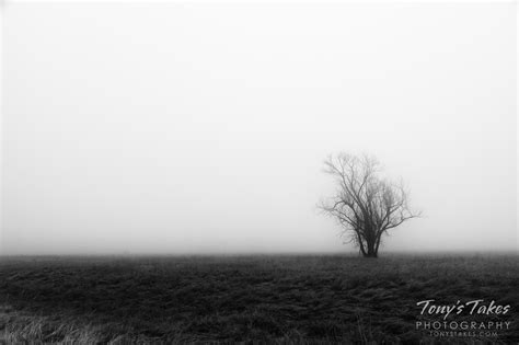 Lonely Tree In The Fog Tonys Takes Photography