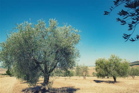 Olive Trees Olive Trees Garden Mediterranean Olive Field Ready For