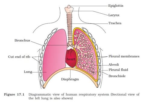 Thoracic inlet/ superior thoracic aperture. thoracic cavity biology - Google Search | Thoracic cavity ...