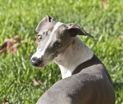 Italian Greyhound Information Dog Breeds At Thepetowners