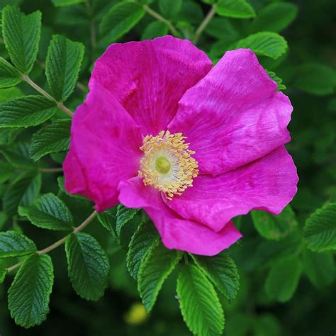 Buy Red Japanese Rose Shrub Rosa Rugosa Rubra £1499 Delivery By Crocus