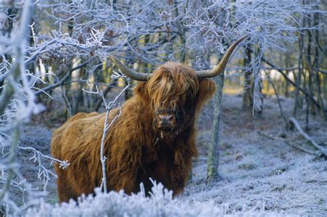 Scottish Highland Cow In Frost Cattle Photo Print Wall Art
