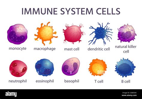 Tipos De Células Del Sistema Inmunitario Macrófagos De Dibujos