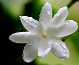 Photos of Picture Of Jasmine Flower