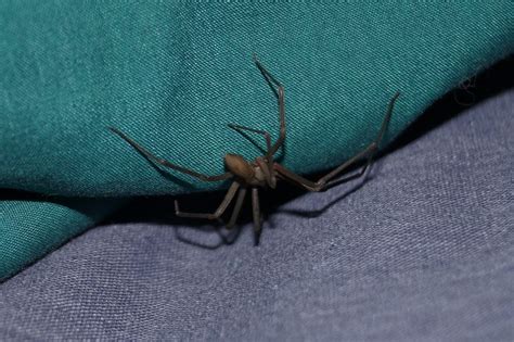 Safe Or Dangerous 4 Common House Spiders You Might Encounter Erica R