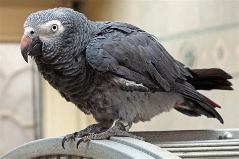 Un Wildlife Conference Bans Global Trade Of Africas Grey Parrots