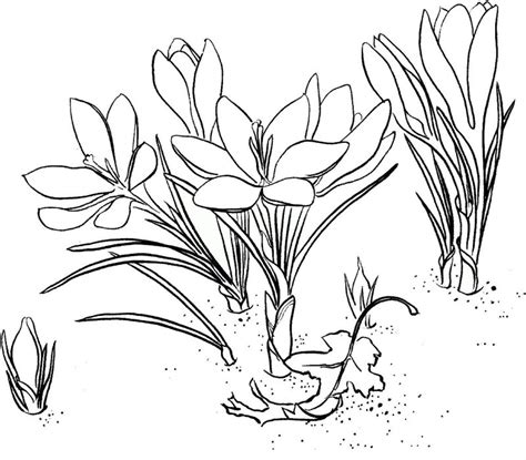 Desene cu Flori de Primavara de colorat imagini și planșe de colorat cu flori de primavara