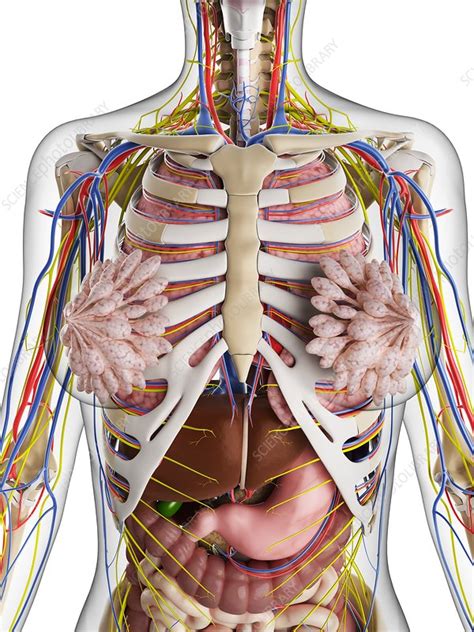 Female Anatomy Artwork Stock Image F006 7737 Science Photo Library