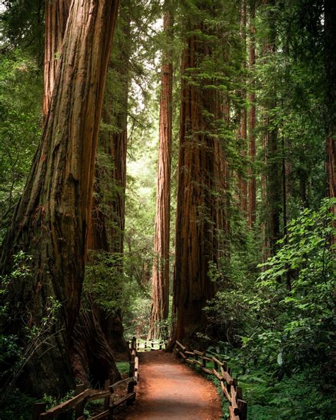 A Giant Redwoods California Guide Bright Lights Of America