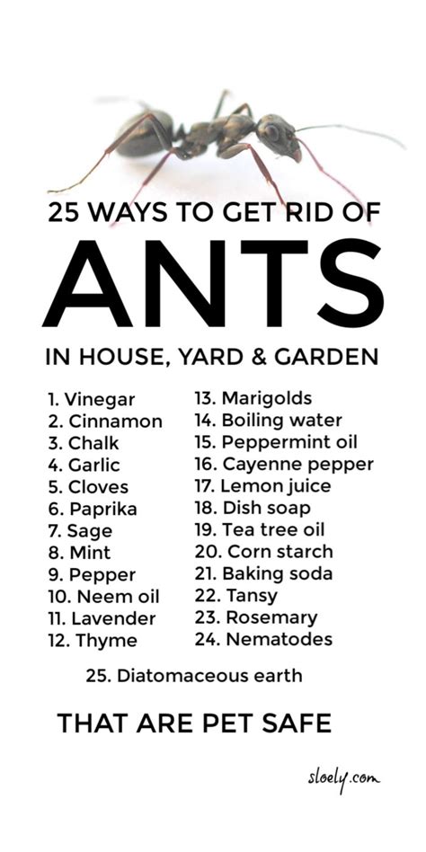 how to get rid of black ants in the kitchen naturally besto blog