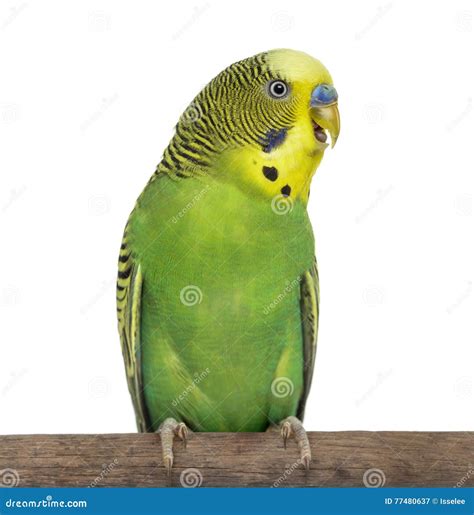 Close Up Of Perched Budgie With Beak Open On White Background Stock