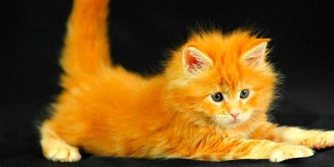 Yes You Can Haz Them Cute Animals Ginger Kitten Cats