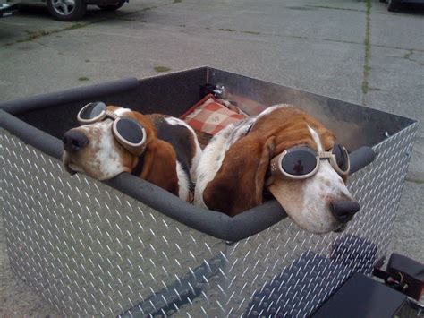 They Actually Wear Doggles Dog Park Wisdom