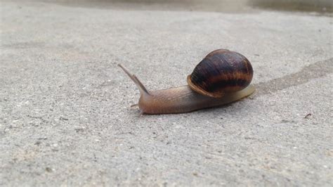 Snail Moving Youtube