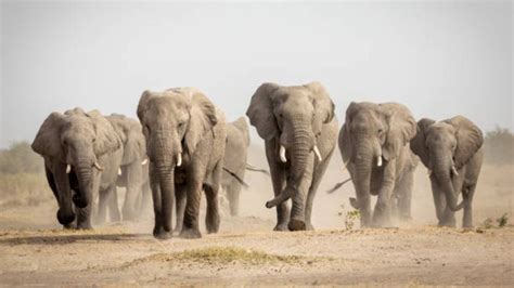 Elefantes Invadem Capital Em Camar Es Causando Mortes Libras