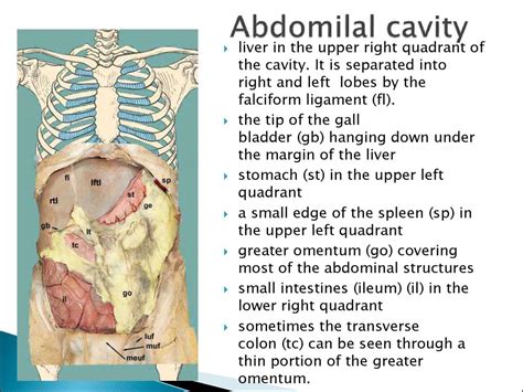 Abdominopelvic Cavity Organs