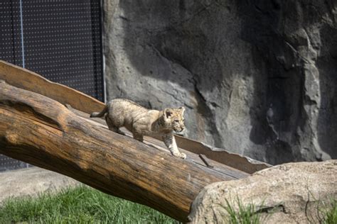 African Lion Cub Makes Debut At Lincoln Park Zoo Zooborns