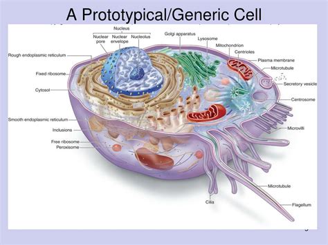 Anatomy Of The Composite Cell