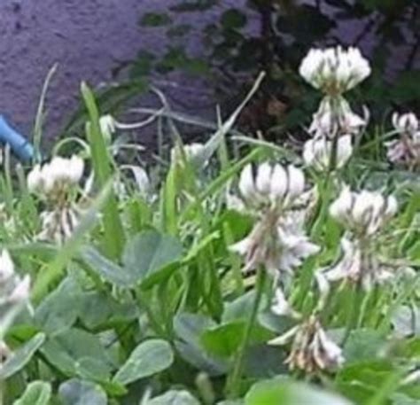 Clover A Nutritious Edible Weed Hubpages