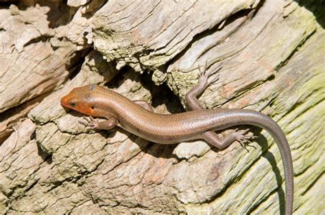 13 Species Of Lizards In North Carolina Facts And Detailed Pictures