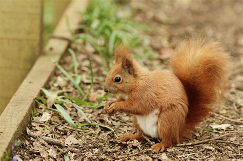 Brown Squirrel Near Green Grass Hd Wallpaper Wallpaper Flare