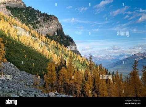 Larch Trees Larix Decidua Among Evergreen Firs From Saddle Mountain