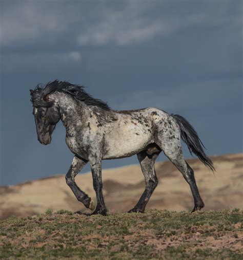 Blue Roan Stallion Photo Credit To Wilsonaxpe Photograghy In 2021