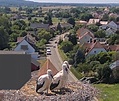 Webcam: Weißstörche in Muhr am See (Altmühlsee) - #343 von Elke2 - LBV ...