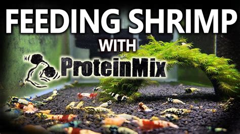 Feeding My Cull Tank With Mark S Shrimp Tanks Protein Mix Vlog Youtube