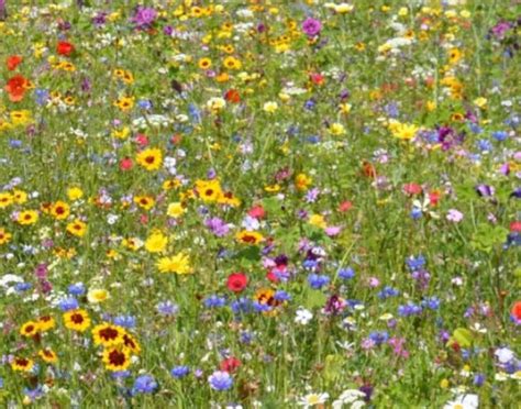 Wild Flower Meadow Mix Over 1000 Seeds Non Gmo Etsy