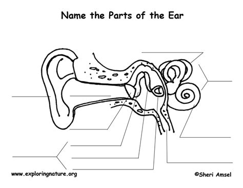Anatomy Of The Ear Worksheet