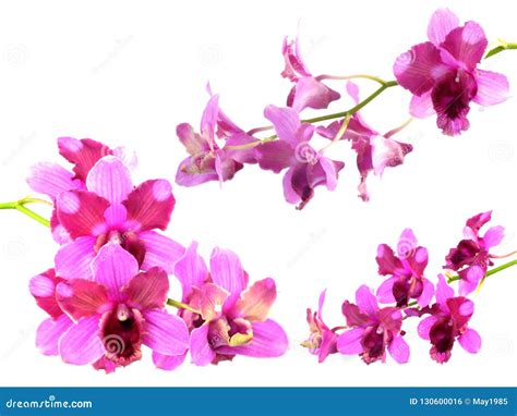 Pink Orchids Flower Bouquet Isolated On White Background Stock Photo