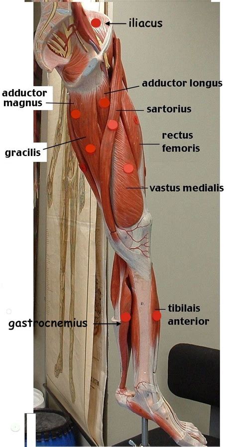 On the medial edge of the posterior thigh is the gracilis muscle. legmedial.JPG (720×1364) | Muscle anatomy, Anatomy and physiology, Leg anatomy