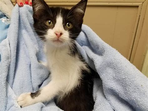 Rescues kittens and cats that have been given up by their owners or those that end up in animal services and are either unclaimed or not adopted out. cat rescue pet adoption center near shreveport bossier city la