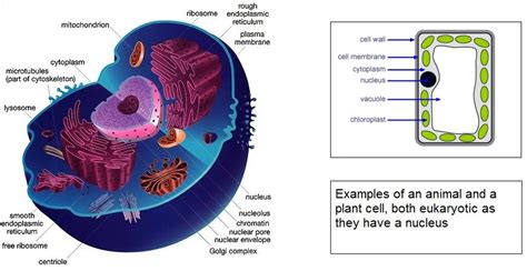 Animal Cell Structure Mastering Biology Eukaryotic Animal Cell