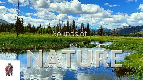 Sounds Of Nature Part 2 Youtube