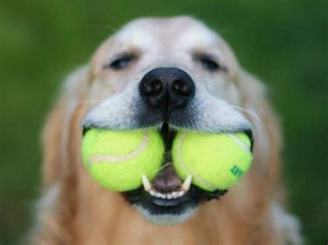 Guinness World Record Dog Tennis Balls Rekod Di Dunia