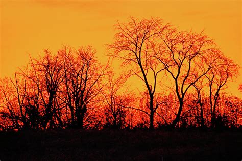 Tree Line At Sunset Photograph By Ira Marcus Fine Art America