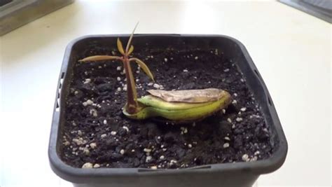 How To Germinate A Mango Seed For Sowing And Planting Global