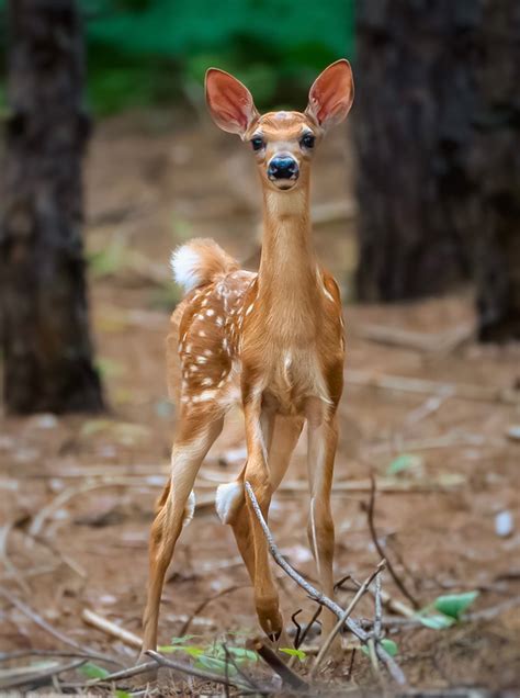 Whitetail Fawn Imagerymasters Photography Flickr