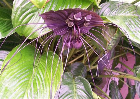 Flores Exóticas Guía Completa para Cultivarlas en tu Jardín