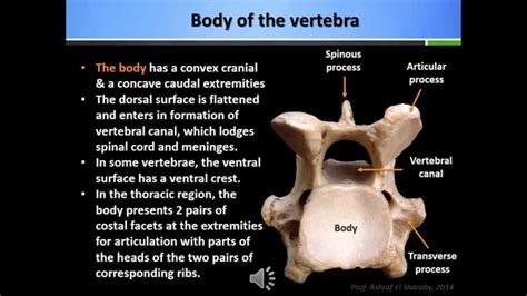 Dog Vertebral Column Anatomy Anatomy Structure