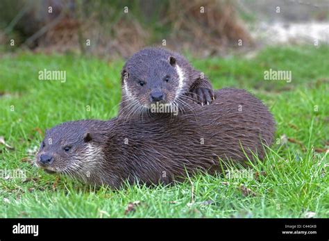 Baby River Otters Playing